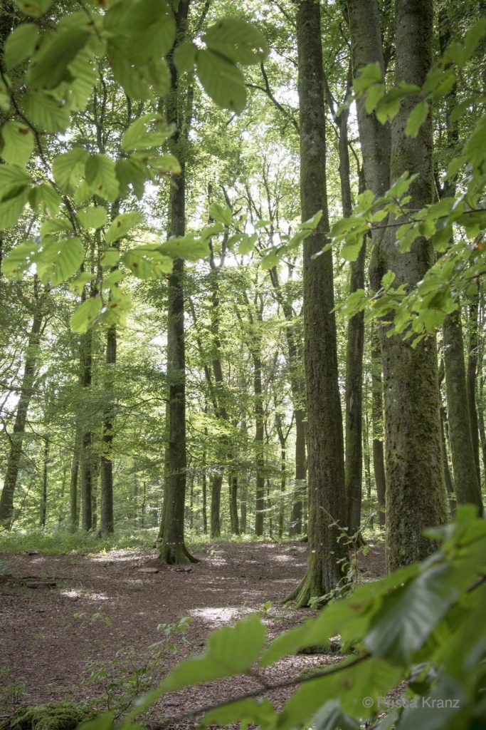 Oase der Ewigkeit, Niederweiler, Deutschland, 2017, Begräbniswald, Beisetzung, Urne, Naturbestattung, Wald, Beerdigung, Abschied, Trauer