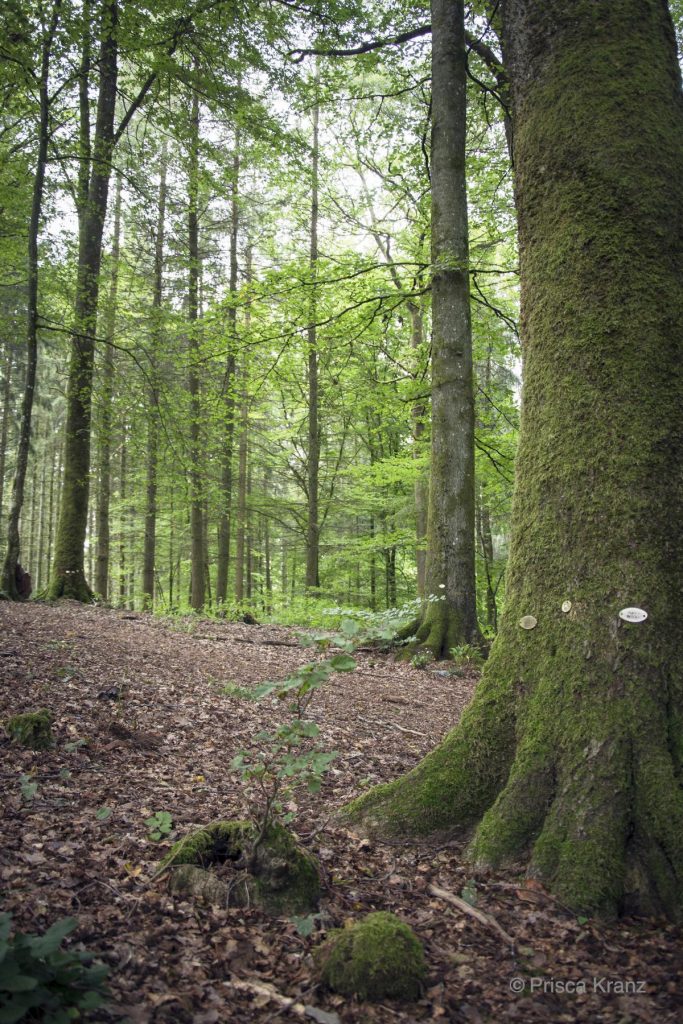 Oase der Ewigkeit, Niederweiler, Deutschland, 2017, Begräbniswald, Beisetzung, Urne, Naturbestattung, Wald, Beerdigung, Abschied, Trauer